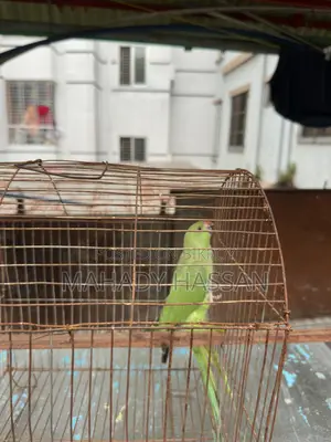 Baby Tía Bird for Sale