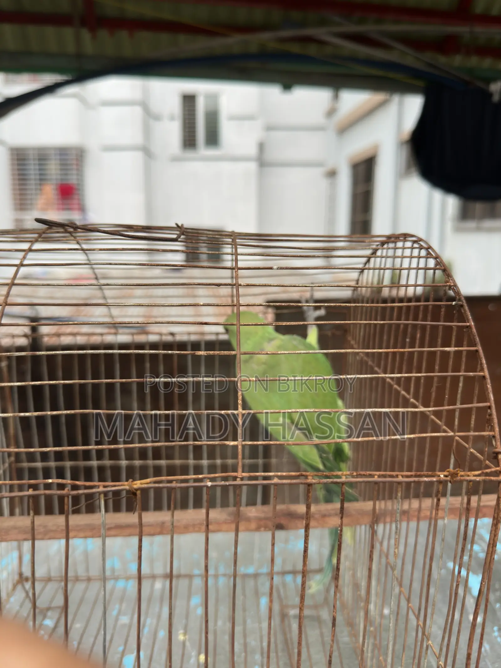 Baby Tía Bird for Sale