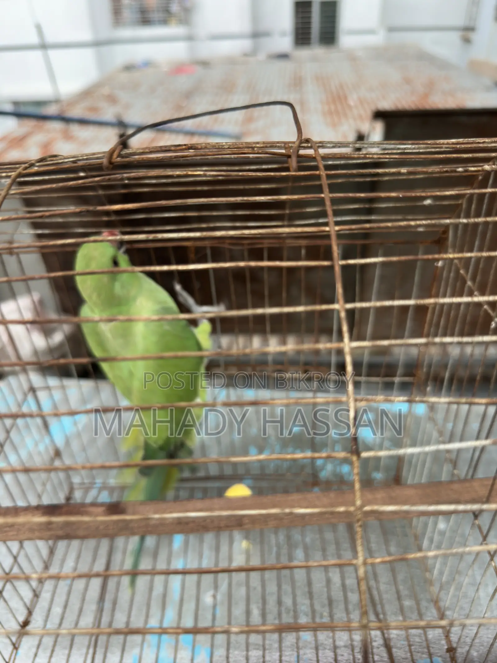 Baby Tía Bird for Sale