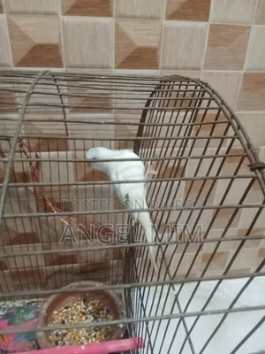 Baazigar Adult Bird 4 Pic