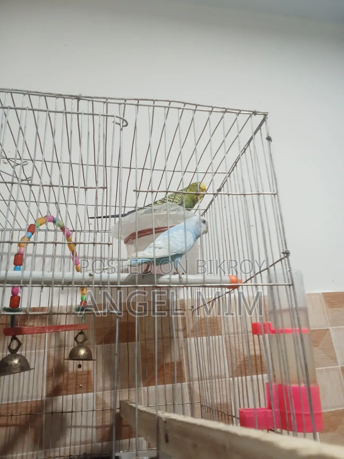 Baazigar Adult Bird 4 Pic