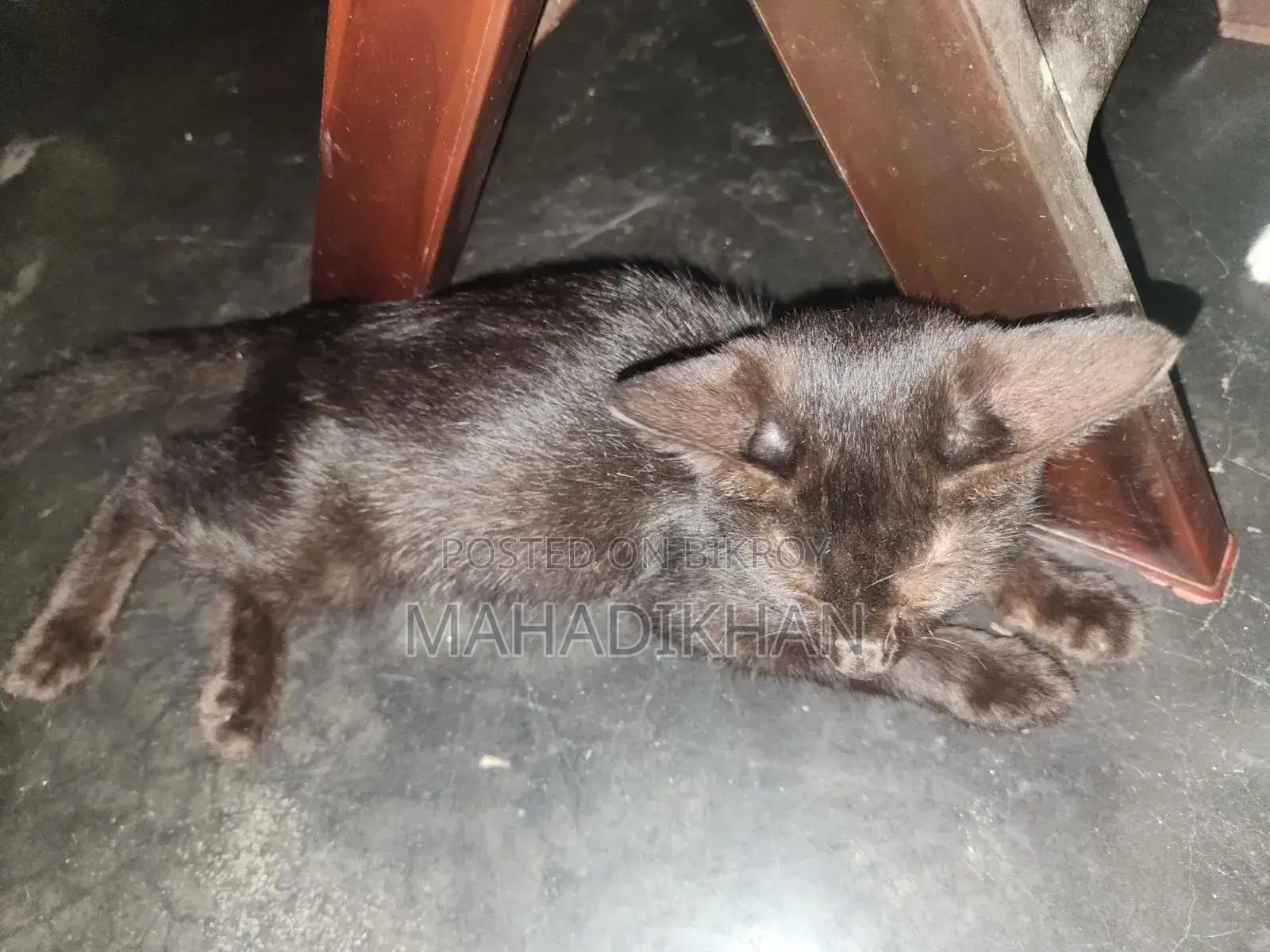 1-3 months Male Mixed Breed Cat