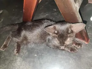 1-3 months Male Mixed Breed Cat
