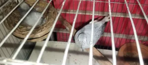 Silver Diamond Dove