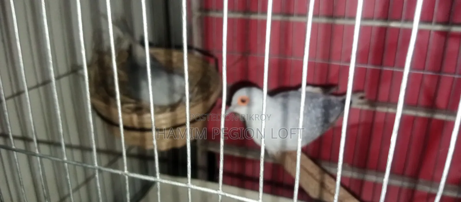 Silver Diamond Dove