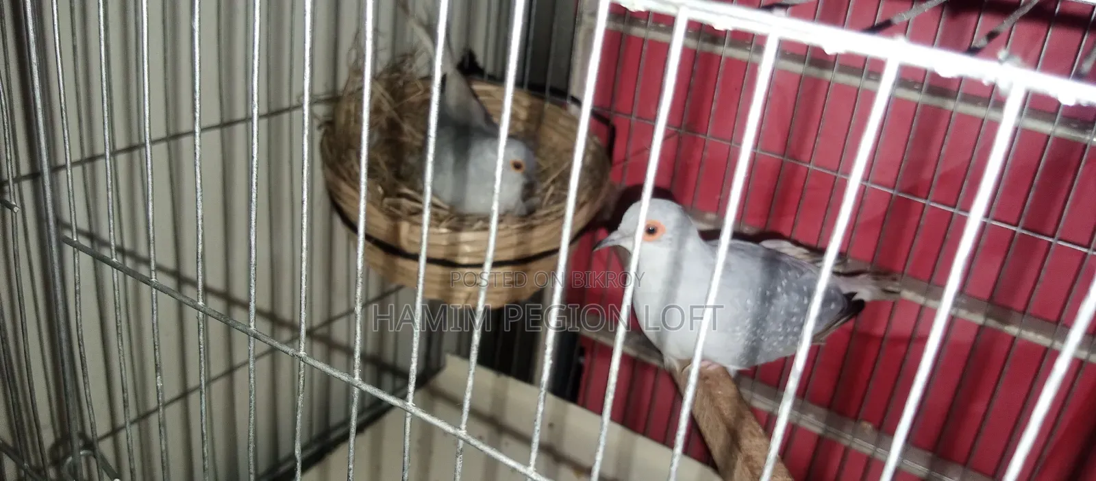 Silver Diamond Dove