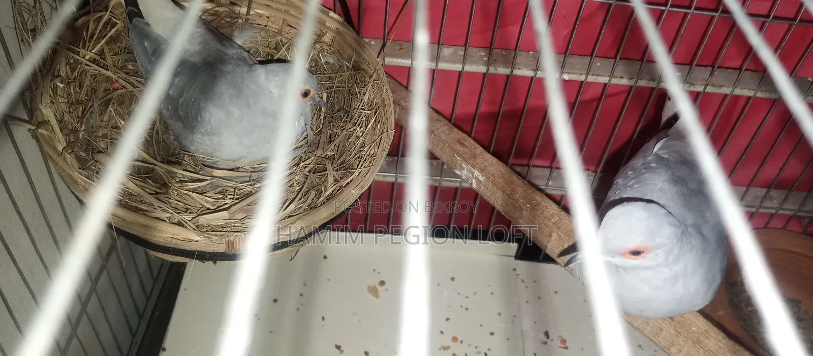 Silver Diamond Dove