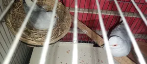 Silver Diamond Dove