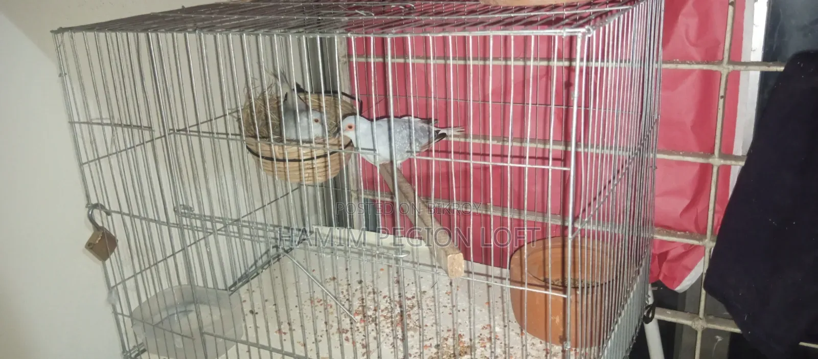 Silver Diamond Dove