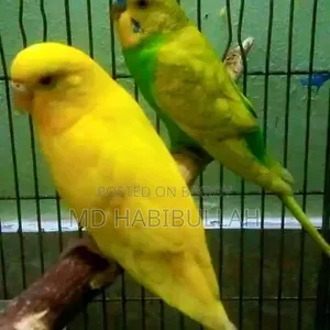 Budgerigar Bird