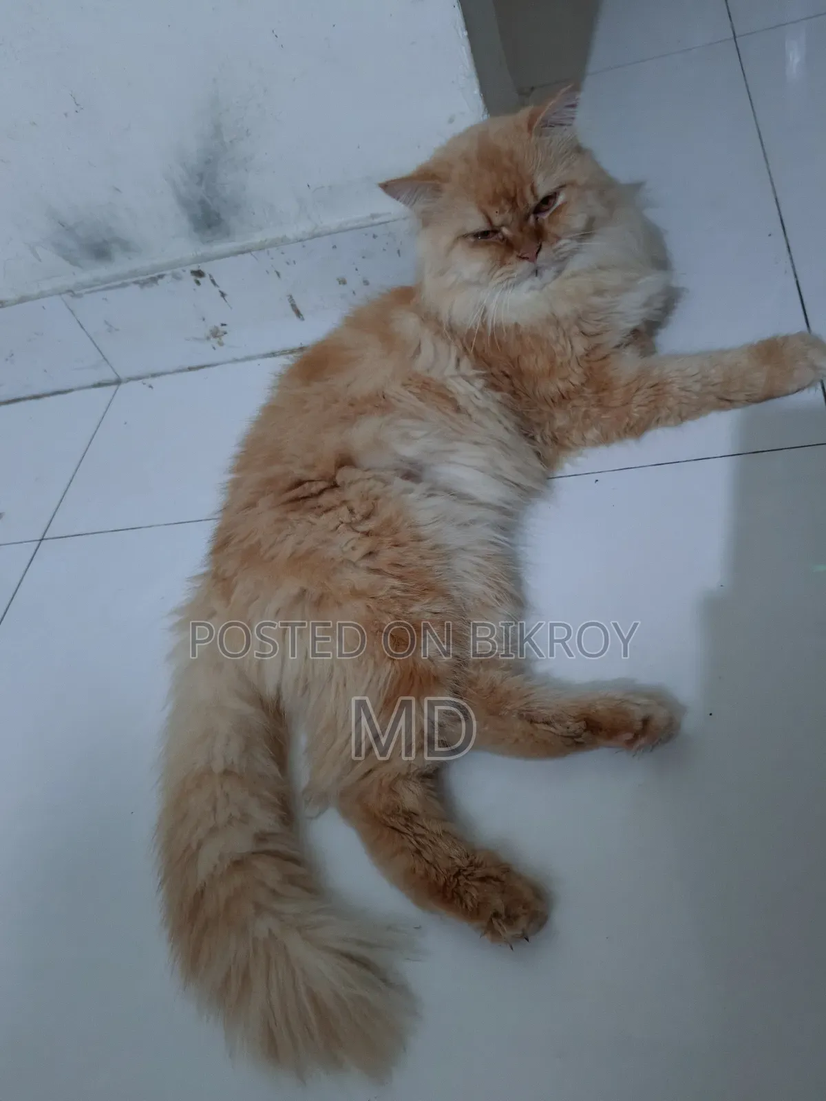 1+ Year Male Purebred Persian