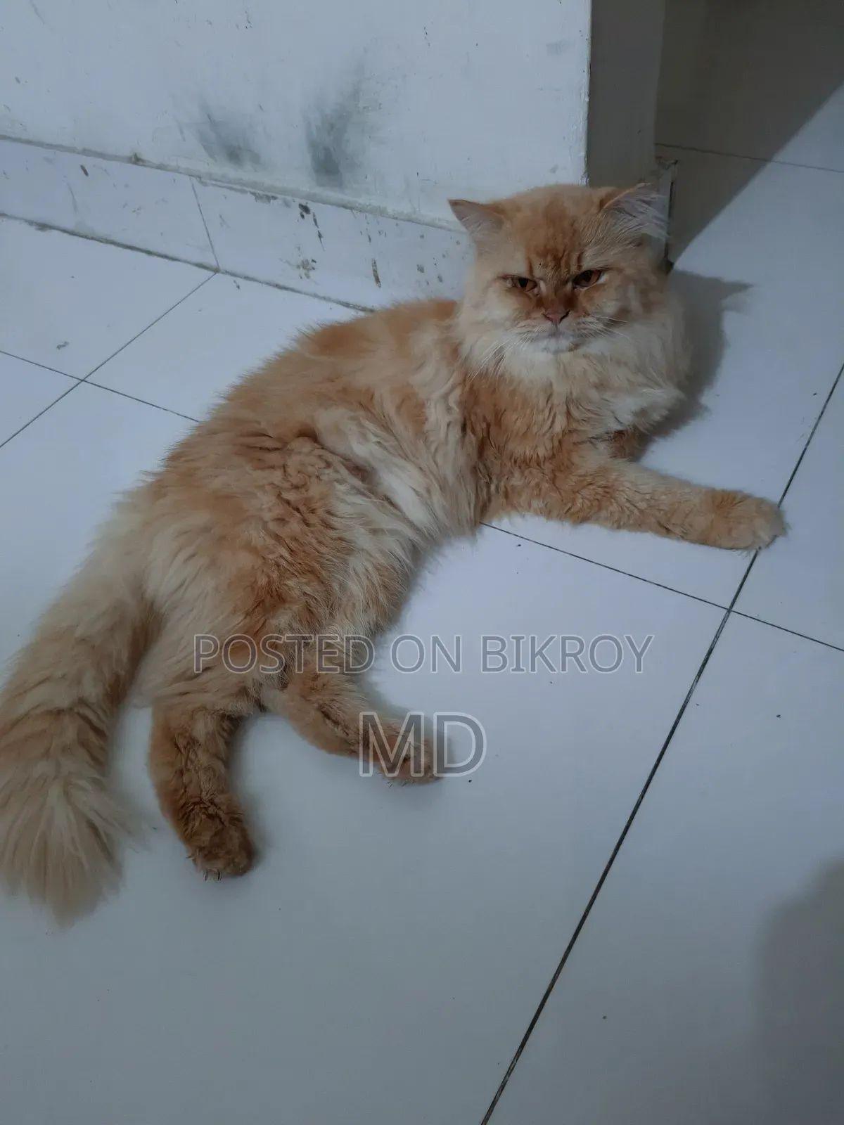 1+ Year Male Purebred Persian