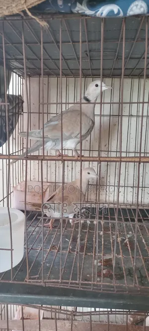 Australian Dove