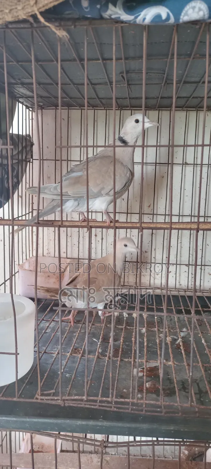 Australian Dove