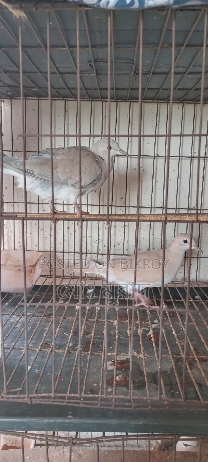 Australian Dove