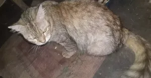 1+ Year Female Mixed Breed Persian
