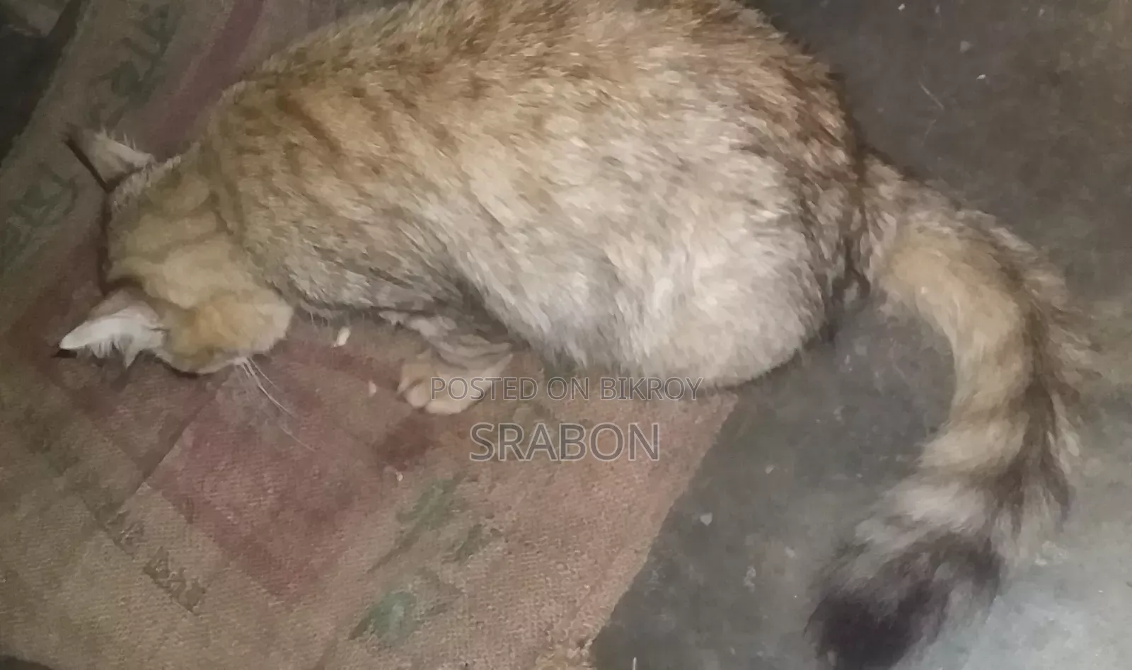 1+ Year Female Mixed Breed Persian