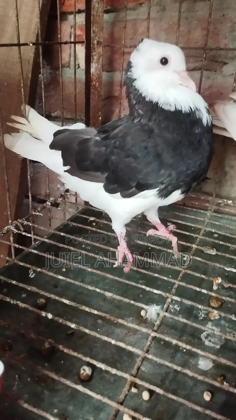 Rajgolla New Adult Male