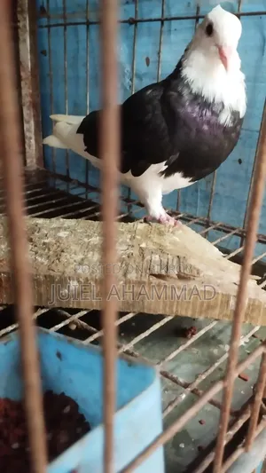 Rajgolla New Adult Male