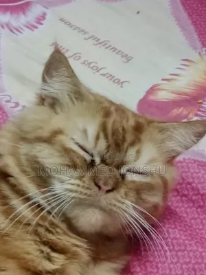 ১+ বছর বয়সী মেল পিওরব্রেড পার্সিয়ান