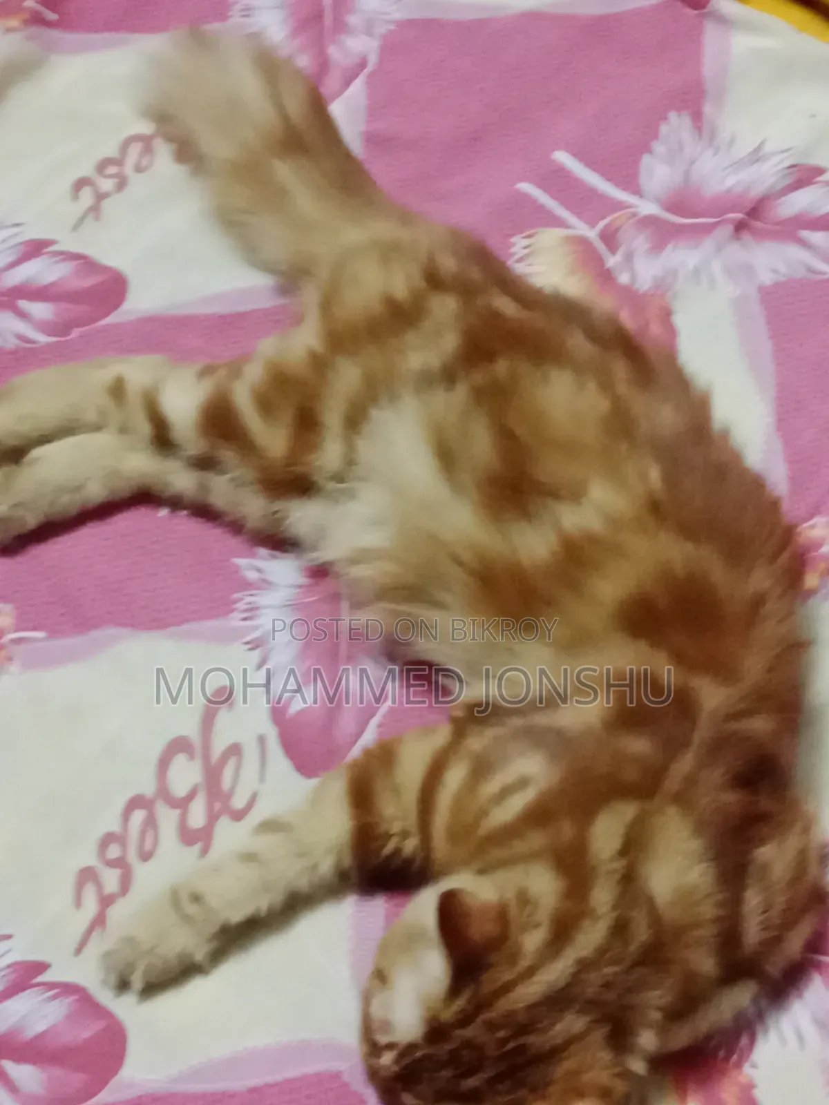 ১+ বছর বয়সী মেল পিওরব্রেড পার্সিয়ান