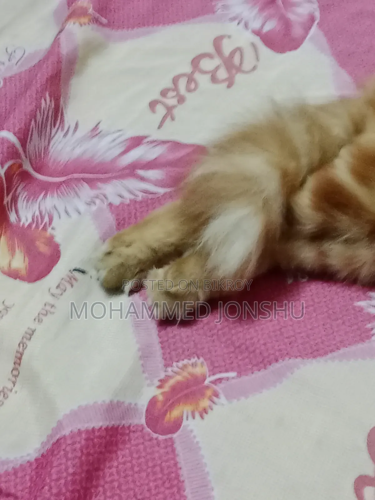 ১+ বছর বয়সী মেল পিওরব্রেড পার্সিয়ান