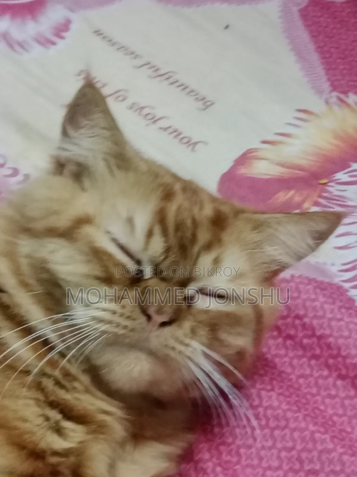 ১+ বছর বয়সী মেল পিওরব্রেড পার্সিয়ান