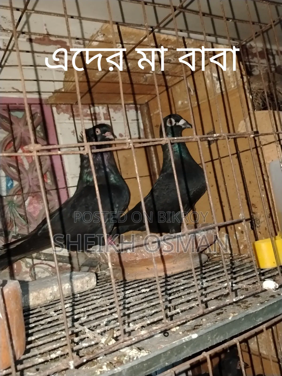 A pair of Bombay + Racer pigeons for sale