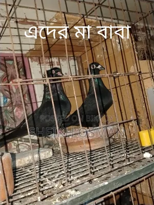 A pair of Bombay + Racer pigeons for sale