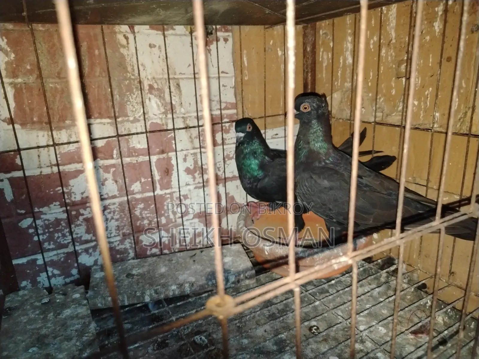 A pair of Bombay + Racer pigeons for sale