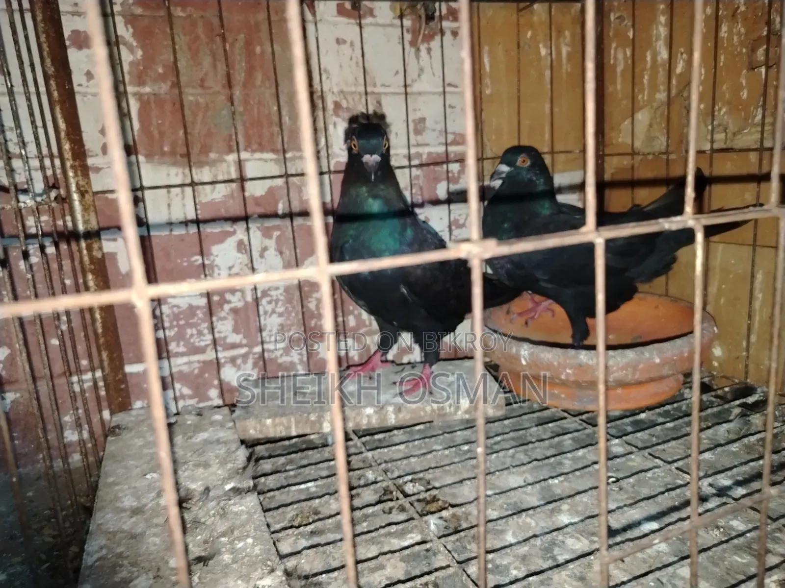 A pair of Bombay + Racer pigeons for sale