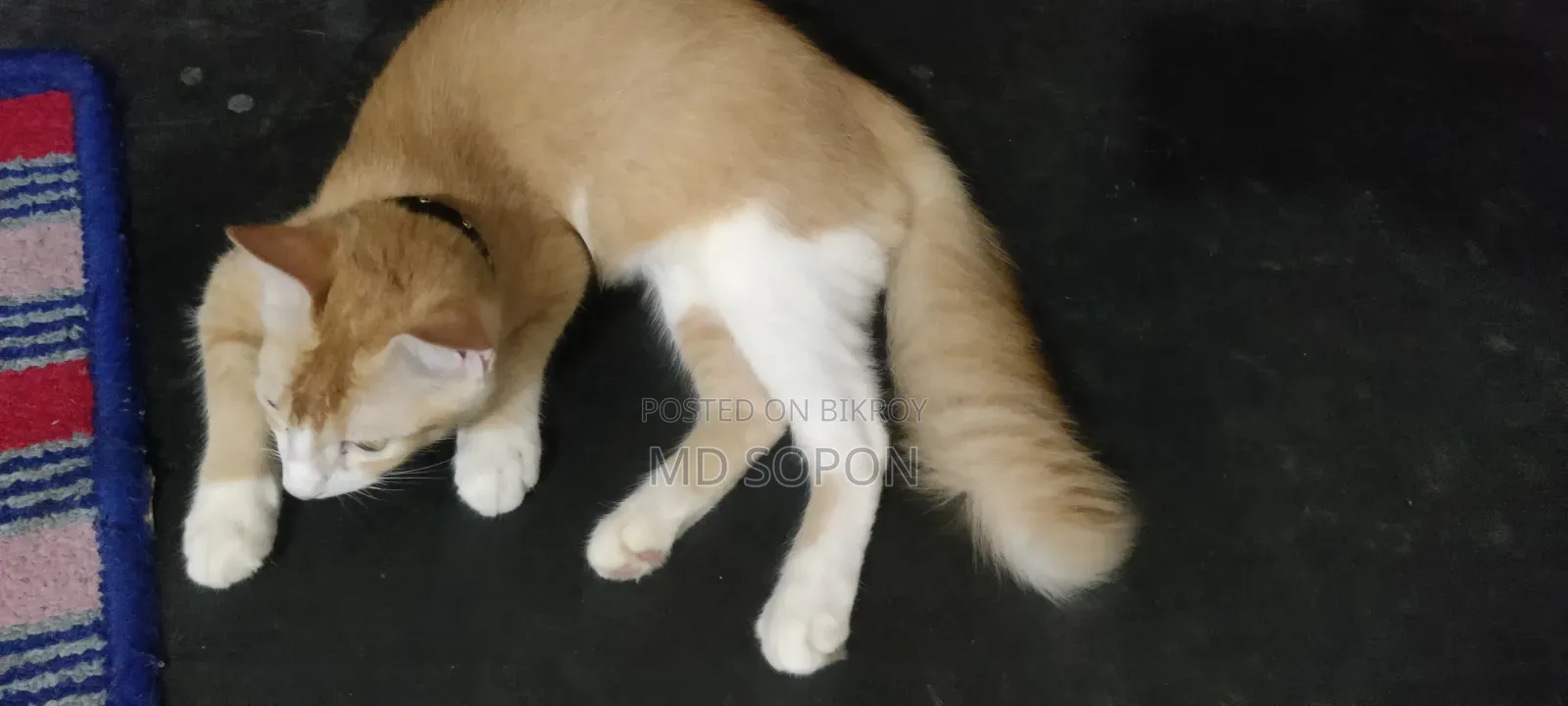 1-3 months Male Mixed Breed British Shorthair