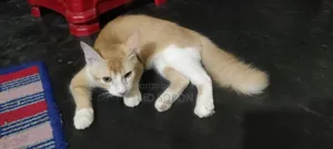 1-3 months Male Mixed Breed British Shorthair