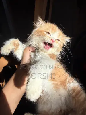 1-3 months Female Purebred Persian