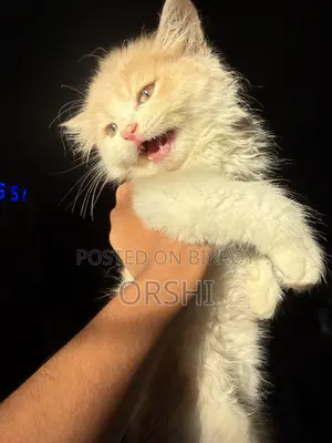 1-3 months Female Purebred Persian