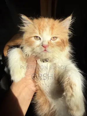 1-3 months Female Purebred Persian