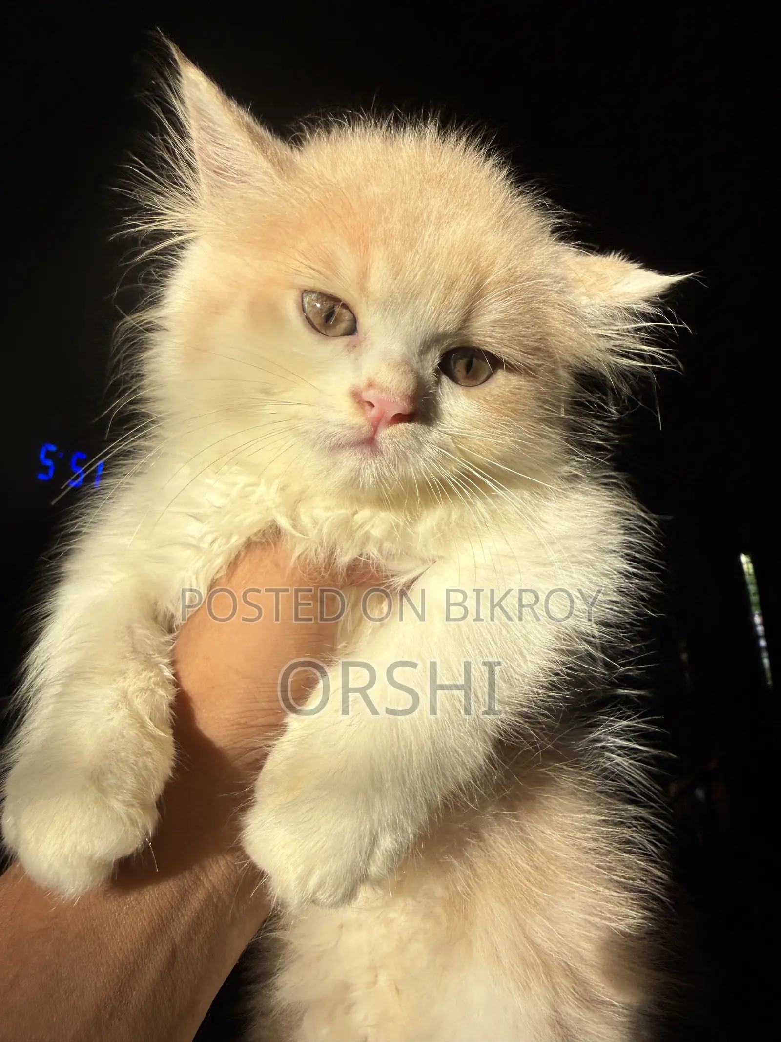 1-3 months Female Purebred Persian