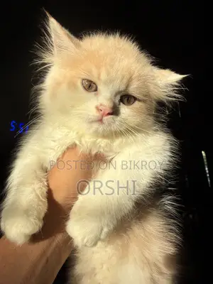 1-3 months Female Purebred Persian