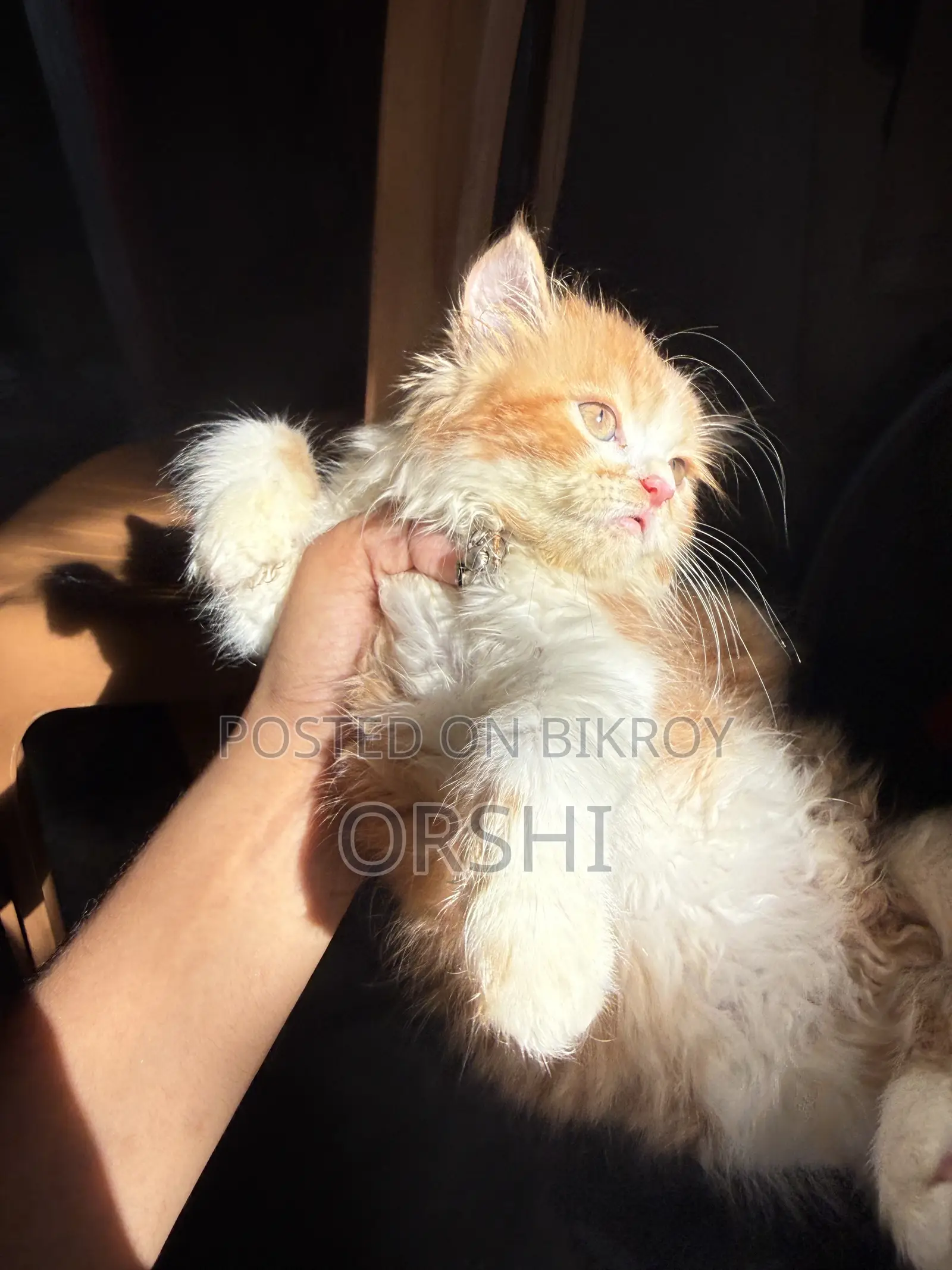 1-3 months Female Purebred Persian