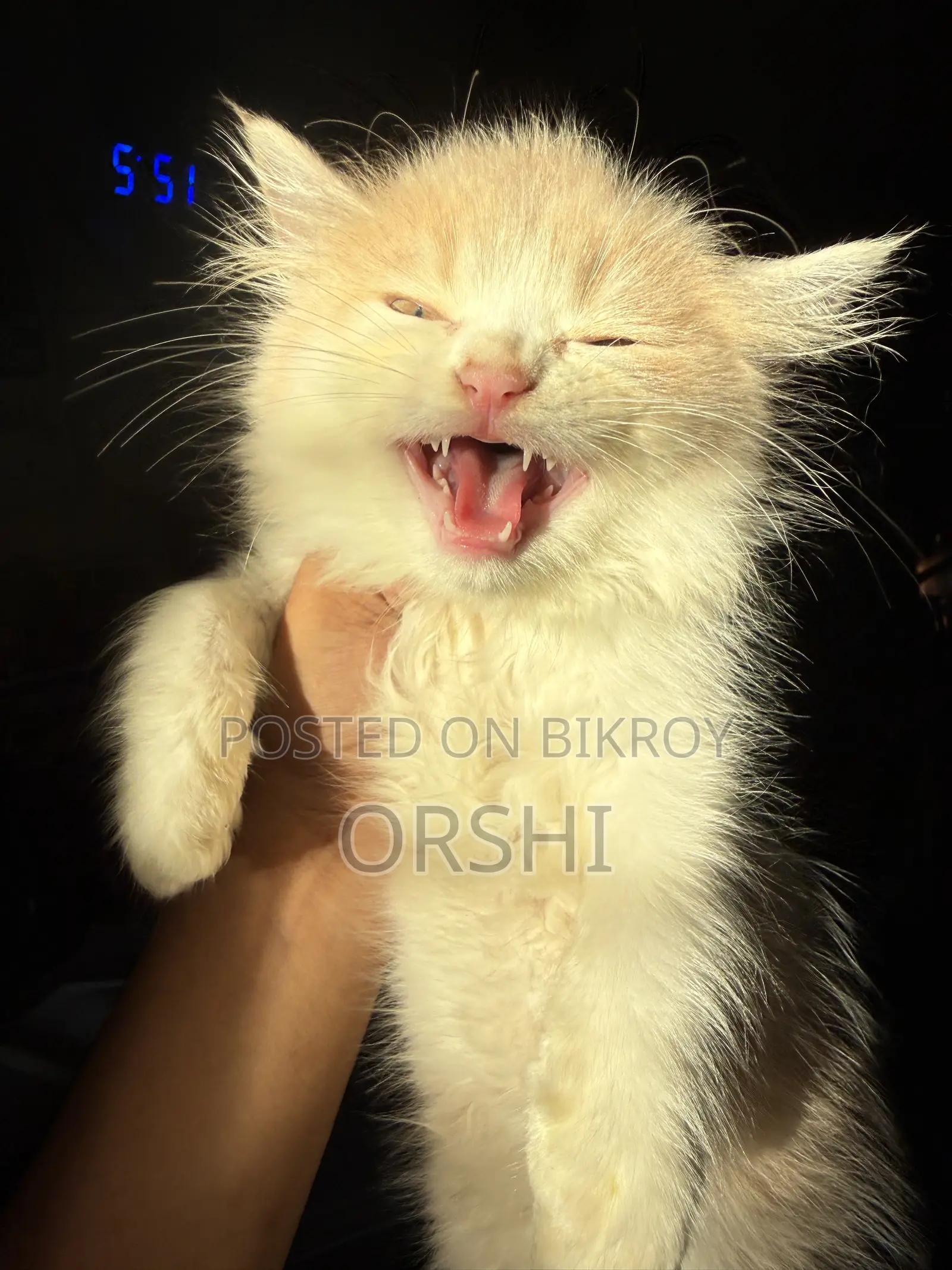 1-3 months Female Purebred Persian