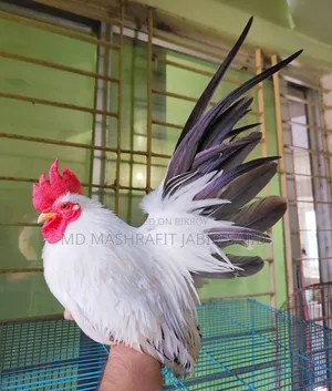 Show Quality Japanese Bantam