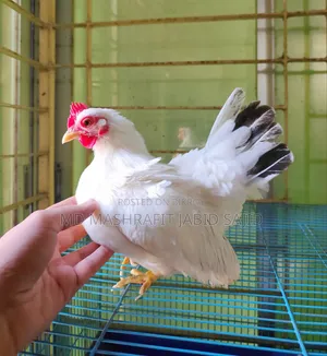 Show Quality Japanese Bantam