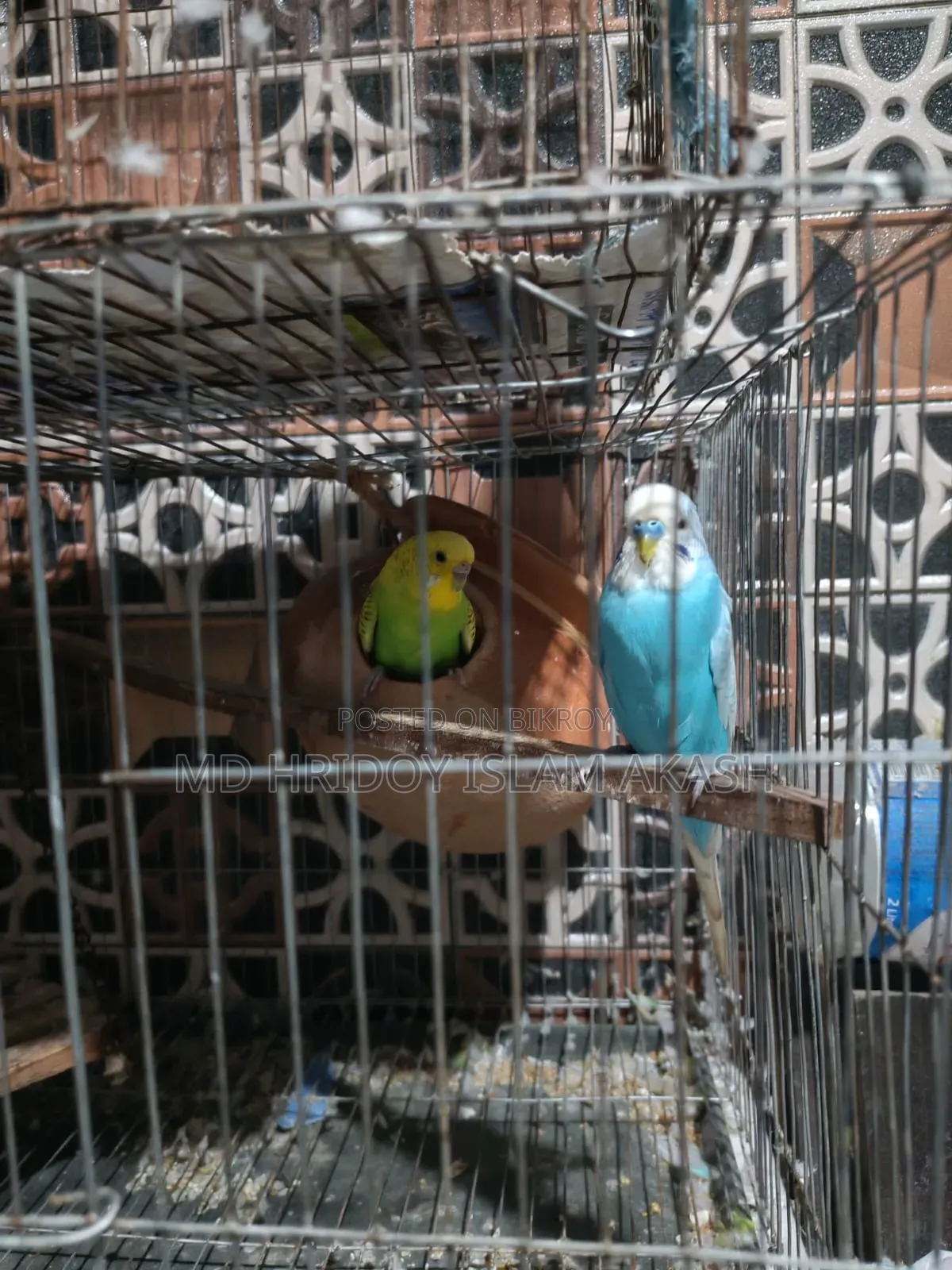 Beautiful 2 pairs of Budgie birds (Green Blue & Yellow) for sale