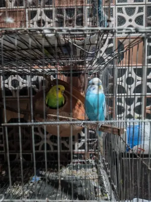 Beautiful 2 pairs of Budgie birds (Green Blue & Yellow) for sale