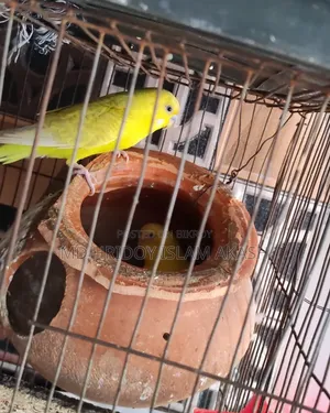 Beautiful 2 pairs of Budgie birds (Green Blue & Yellow) for sale
