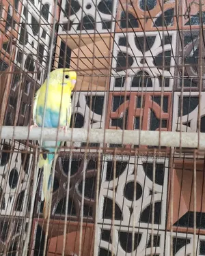 Beautiful 2 pairs of Budgie birds (Green Blue & Yellow) for sale