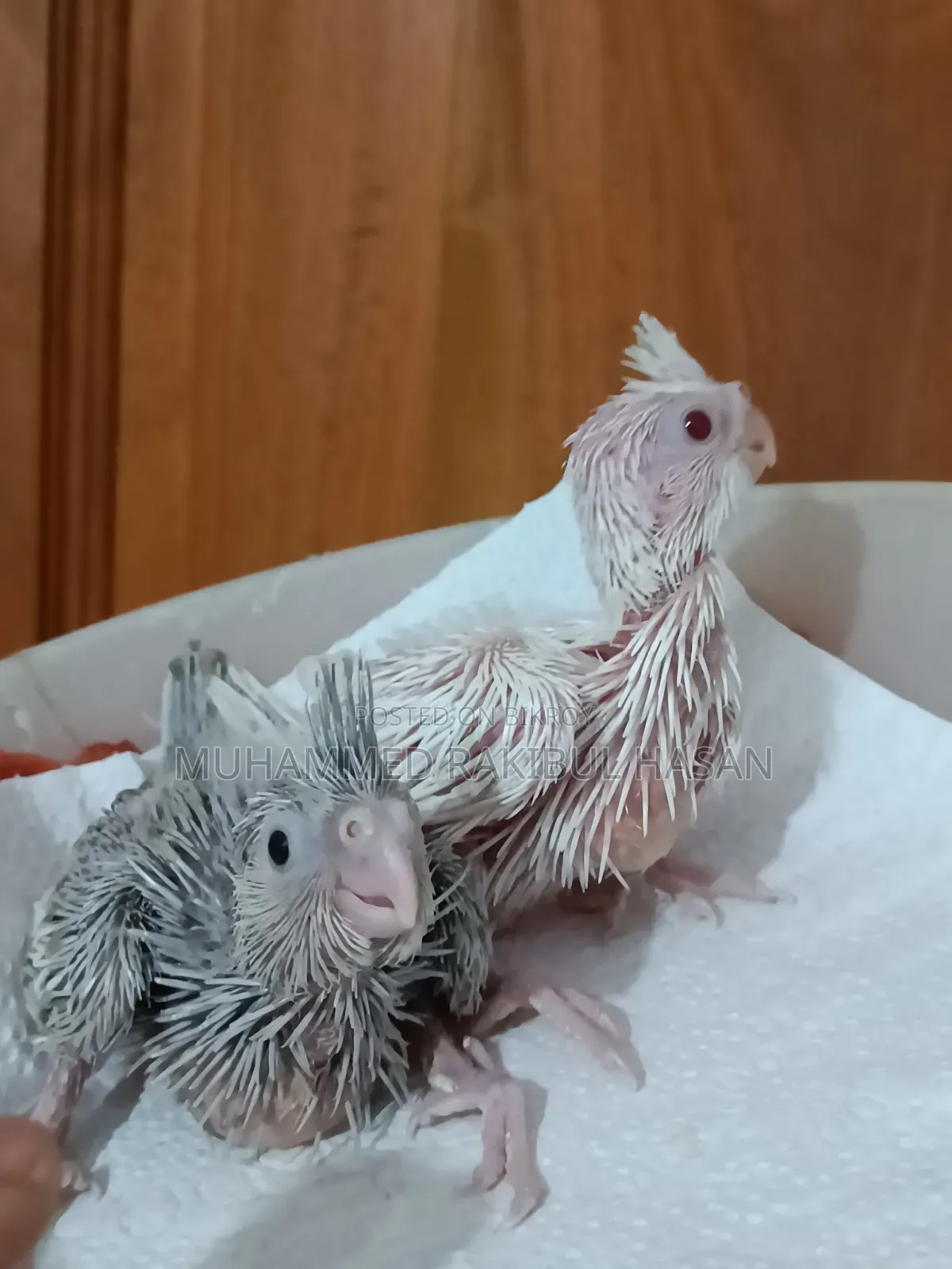 Cockatiel Babies