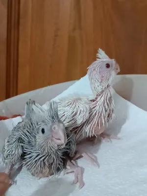 Cockatiel Babies