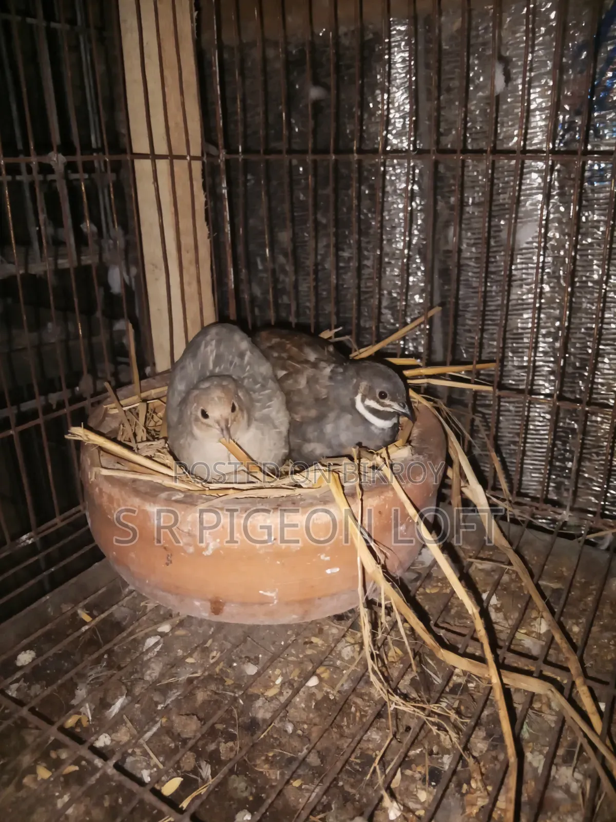 Running King Quail