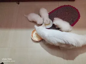 ০-১ মাস পুরুষ পিউরব্রেড পার্সিয়ান